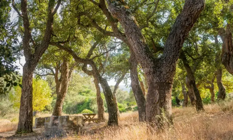 9.000 sobreiros e azinheiras